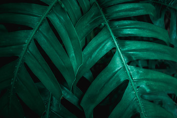 Plakat green monstera leaf background, tropical leaf, abstract green leaf texture