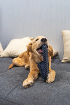 Dodgy golden retriever puppy playing and biting a slipper