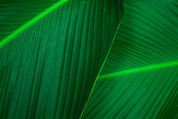 abstract green leaf texture, nature background, tropical leaf
