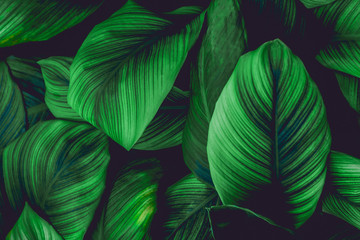 leaves of Spathiphyllum cannifolium, abstract green texture, nature background, tropical leaf