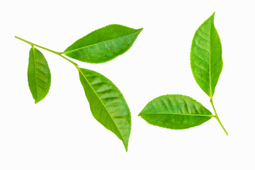 Fototapeta na wymiar green leaves isolated on white background for design elements, fresh green leaves