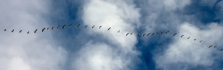 A flock of Canadian Geese fly on the sky.