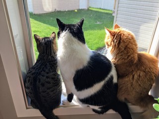 Three cats sitting together on a window sill looking out the window into the backyard.One cat is...