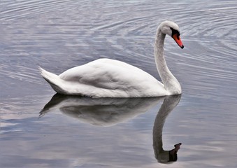 a white swan on the water