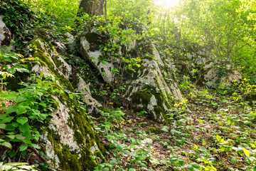 Sun through trees overgrown with moss in dense rainforest
