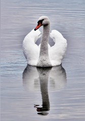 a white swan on the water