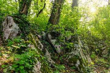 Sun through trees overgrown with moss in dense rainforest