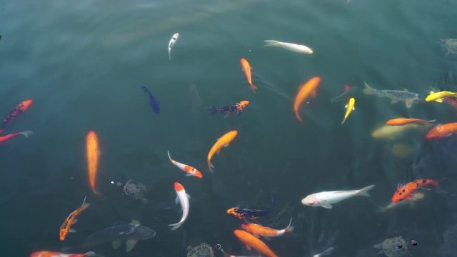 Large red and gold fish swimming in the water top view