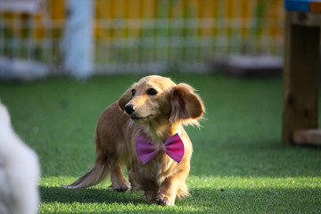 Happy puppies in a private playground