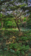 제주도 비자림 숲길 아름다운 나무와 숲 자연 풍경