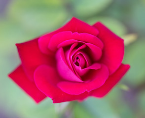 MacroRose2019-Best-1