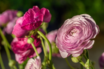 Obraz premium MacroFlowers2019-11