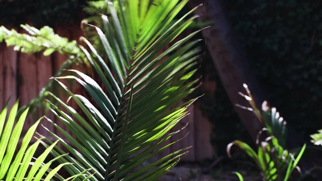 palm tree leaf shining under contrasty harsh sunlight and moving fast in strong winds