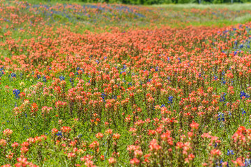 MacroFlowersBlueBonnets2019-5