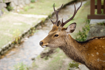 Deer with antler in front of river at Miyajima, Japan