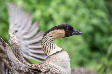 The nene also known as nēnē and Hawaiian goose, is a species of bird endemic to the Hawaiian Islands. The official bird of the state of Hawaii