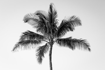 isolated Palm tree in black and white with a white background