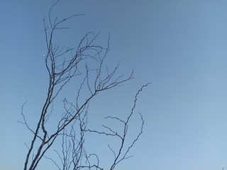 Silhoutte of dry tree in the sky. Dead perennial dry tree with cloudy background. 