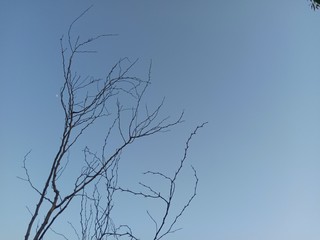 Silhoutte of dry tree in the sky. Dead perennial dry tree with cloudy background. 