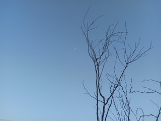 Silhoutte of dry tree in the sky. Dead perennial dry tree with cloudy background. 