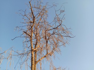 Silhoutte of dry tree in the sky. Dead perennial dry tree with cloudy background. 