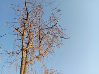 Silhoutte of dry tree in the sky. Dead perennial dry tree with cloudy background. 