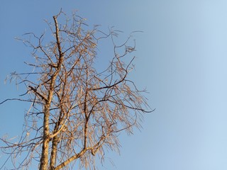 Silhoutte of dry tree in the sky. Dead perennial dry tree with cloudy background. 