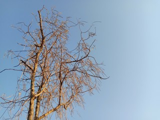 Silhoutte of dry tree in the sky. Dead perennial dry tree with cloudy background. 