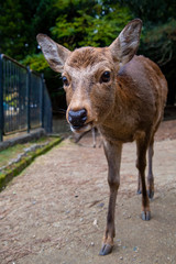 雌鹿のクロ－ズアップ　　　奈良