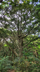 제주도 비자림 숲길 아름다운 나무와 숲 자연 풍경