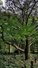 Fototapeta na wymiar 제주도 비자림 숲길 아름다운 나무와 숲 자연 풍경