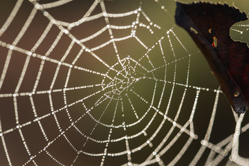 Dew drops on the web close-up