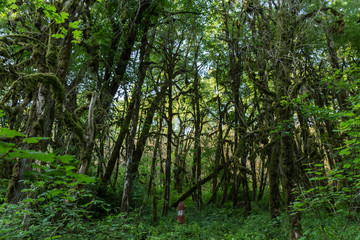 The yew-and boxwood grove in Sochi