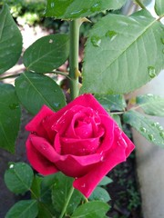 Red  rose  flower with green leaves in the garden