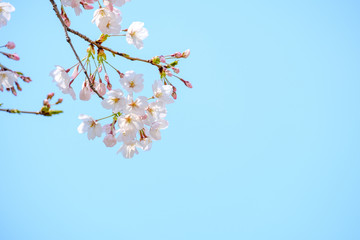 写真素材：桜　ソメイヨシノ　満開　アップ　コピースペース