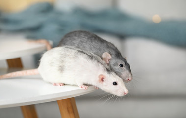 Cute rats on table in room