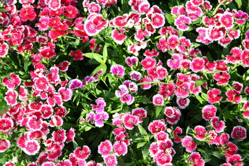 Flowerbed of Dianthus barbatus