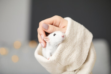 Cute rat sitting in sleeve, closeup