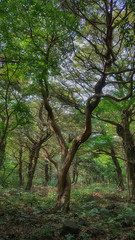 Obraz premium 제주도 비자림 숲길 아름다운 나무와 숲 자연 풍경