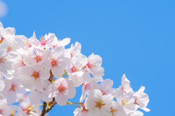 写真素材：桜　ソメイヨシノ　満開　アップ　コピースペース