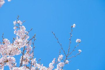 【写真素材】：桜　ソメイヨシノ　春イメージ　満開