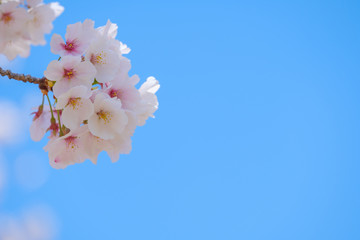 Fototapeta premium 写真素材：桜 ソメイヨシノ 満開 アップ コピースペース