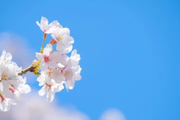 Gordijnen 写真素材：桜　ソメイヨシノ　満開　アップ　コピースペース © Rummy & Rummy