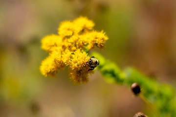 bee on yellow flower