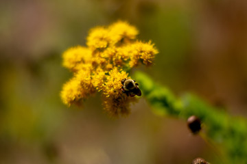 Bumble Bee on Golden Rod