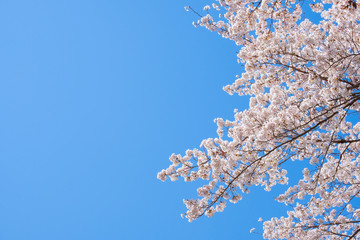 【写真素材】：桜　ソメイヨシノ　春イメージ　満開