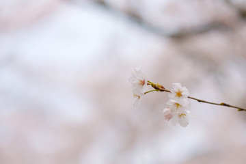 写真素材：桜　ソメイヨシノ　満開　アップ　コピースペース