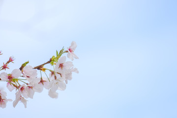 写真素材：桜　ソメイヨシノ　満開　アップ　コピースペース