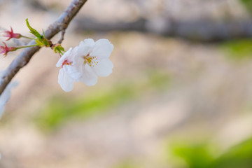 写真素材：桜　ソメイヨシノ　満開　アップ　コピースペース