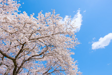 【写真素材】：桜　ソメイヨシノ　春イメージ　満開